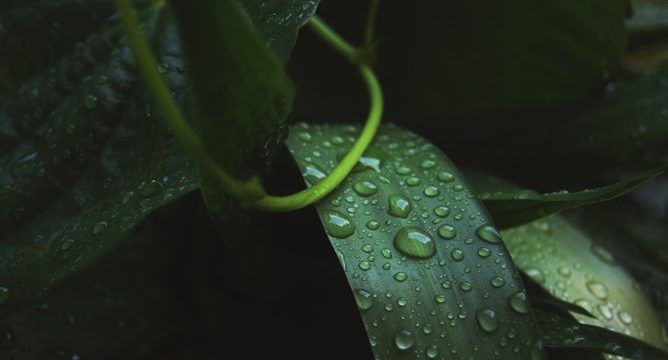 water plants2